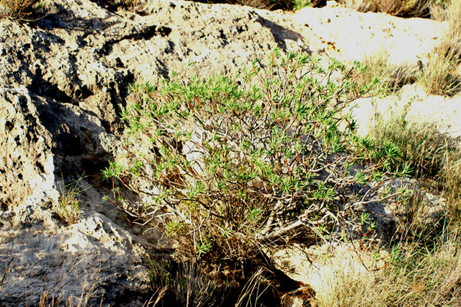 Euphorbia dendroides / Euforbia arborescente